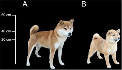 Dwarf hot sale shiba inu